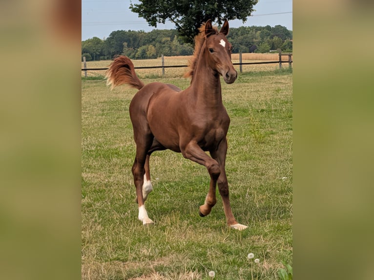 Westphalian Stallion Foal (05/2026) Chestnut in Petershagen