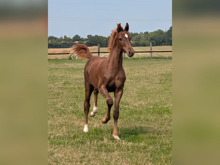Westphalian Stallion Foal (05/2026) Chestnut in Petershagen
