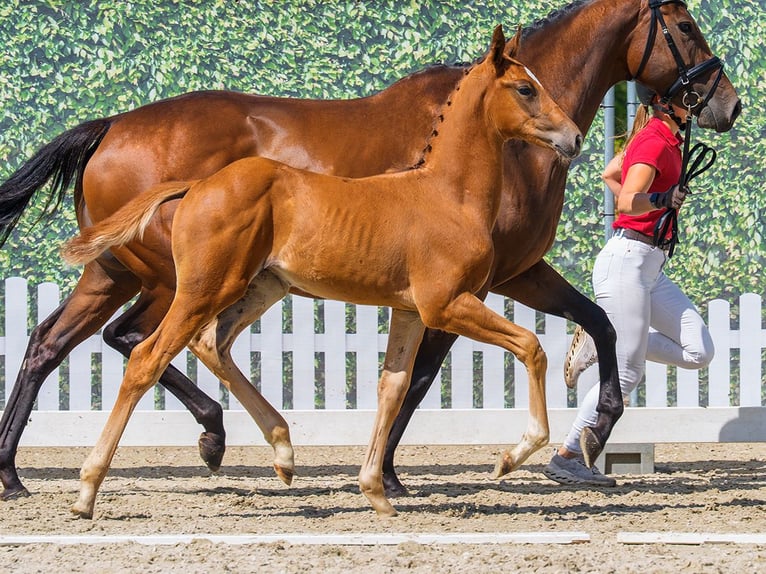 Westphalian Stallion Foal (06/2026) Chestnut in Mnster-Handorf