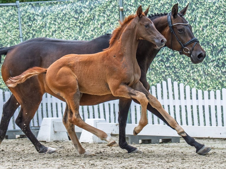 Westphalian Stallion  Chestnut in M&#xFC;nster Handorf