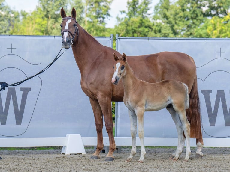 Westphalian Stallion Foal (06/2023) Chestnut in Münster-Handorf