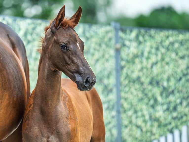 Westphalian Stallion  Chestnut in M&#xFC;nster Handorf