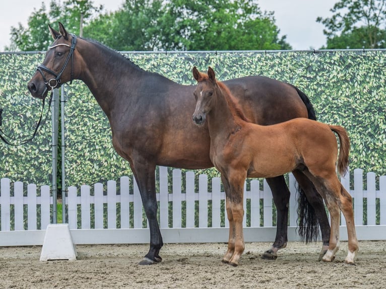 Westphalian Stallion  Chestnut in M&#xFC;nster Handorf