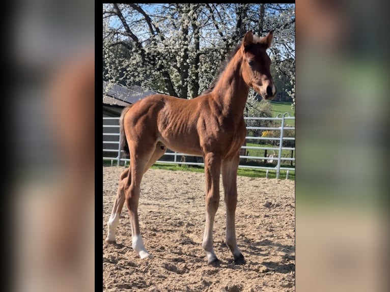 Westphalian Stallion Foal (01/2026)  in Borchen