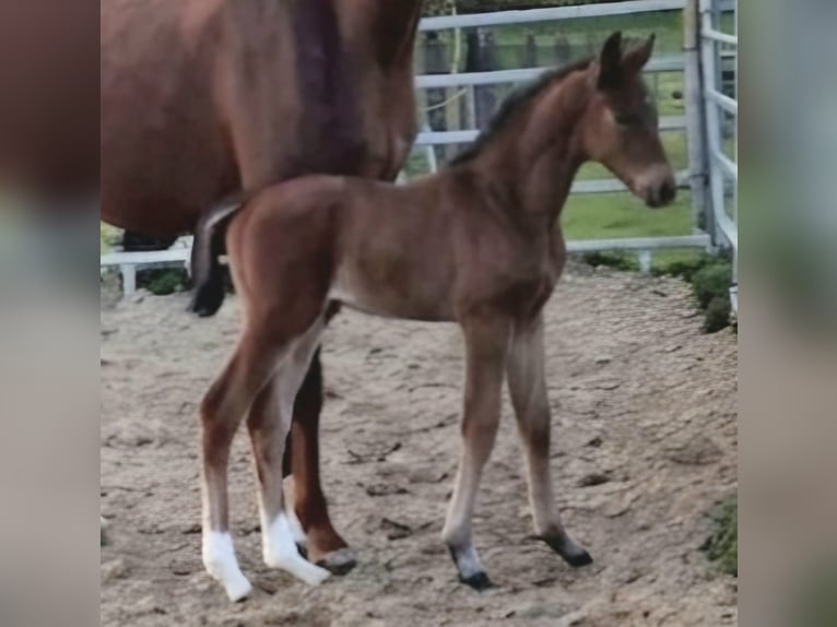 Westphalian Stallion Foal (01/2026)  in Borchen
