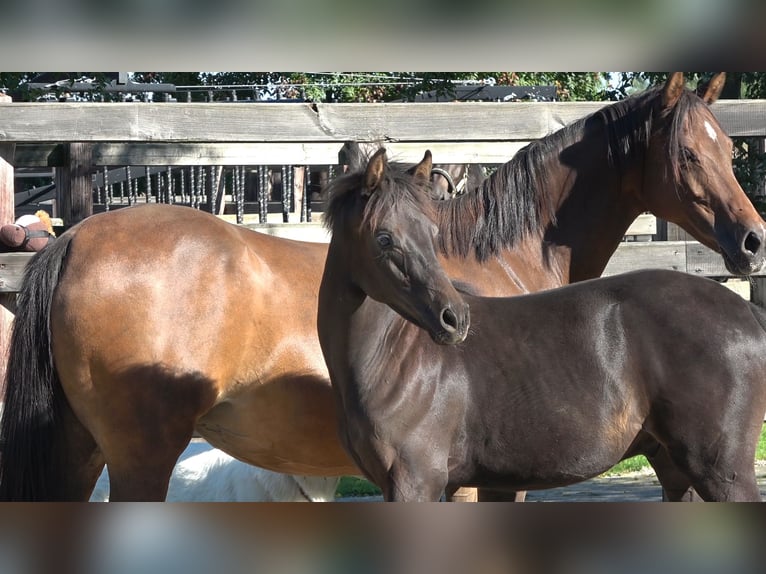 Westphalian Stallion Foal (04/2026)  in Winterswijk Meddo