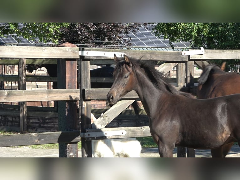Westphalian Stallion Foal (04/2026)  in Winterswijk Meddo
