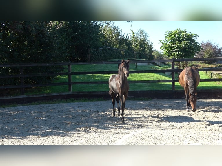 Westphalian Stallion Foal (04/2026)  in Winterswijk Meddo