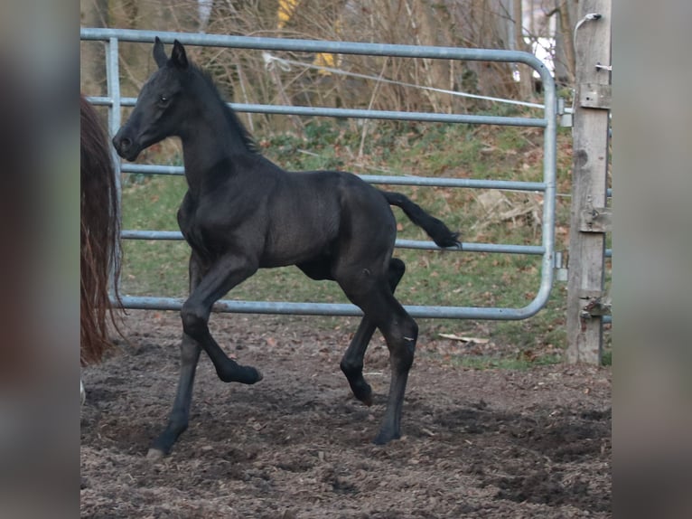 Westphalian Stallion Foal (03/2026)  in Greven