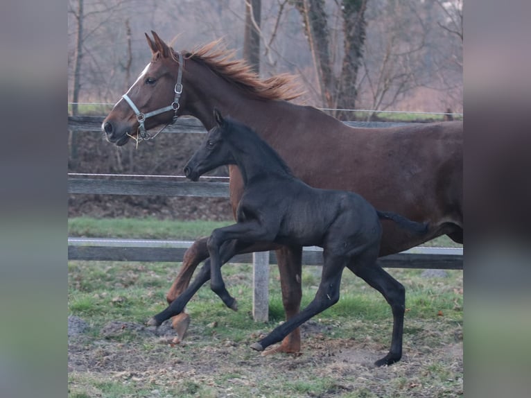 Westphalian Stallion Foal (03/2026)  in Greven