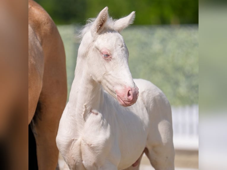 Westphalian Stallion  Dun in Mnster-Handorf