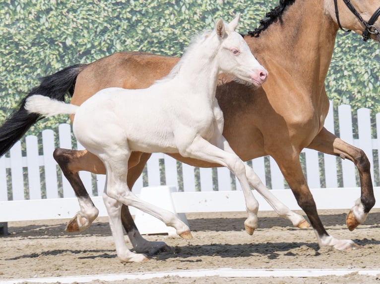 Westphalian Stallion  Dun in Mnster-Handorf