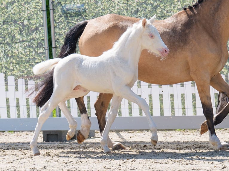 Westphalian Stallion  Dun in Mnster-Handorf