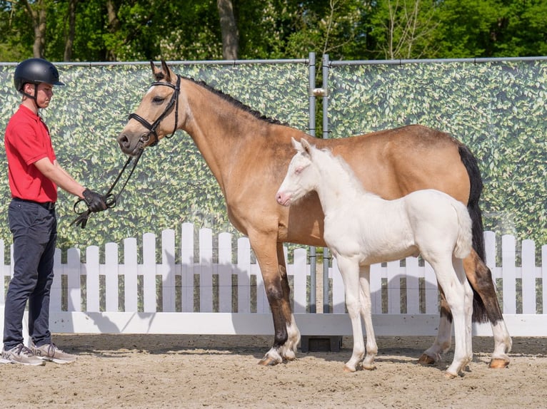 Westphalian Stallion  Dun in Mnster-Handorf