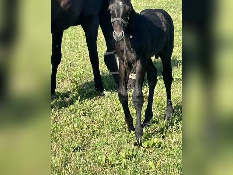 Westphalian Stallion Foal (06/2025) Gray-Dark-Tan in Borken