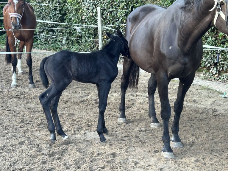 Westphalian Stallion Foal (06/2025) Gray-Dark-Tan in Borken