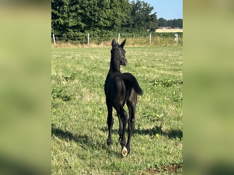 Westphalian Stallion Foal (06/2025) Gray-Dark-Tan in Borken