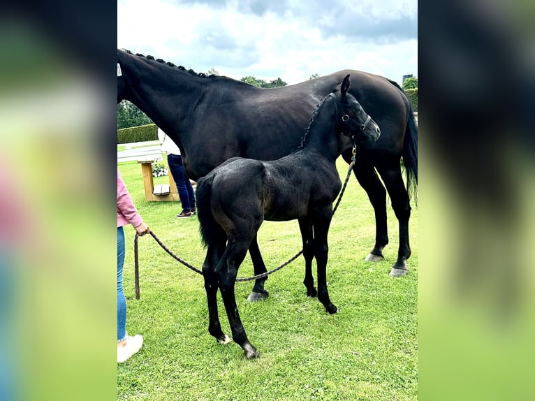 Westphalian Stallion Foal (06/2025) Gray-Dark-Tan in Borken
