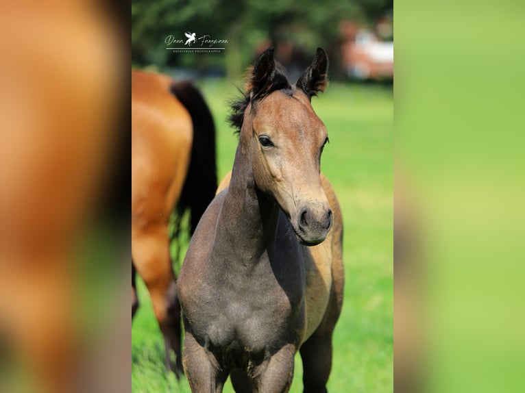 Westphalian Stallion Foal (04/2024) Gray-Dark-Tan in Neuenkirchen