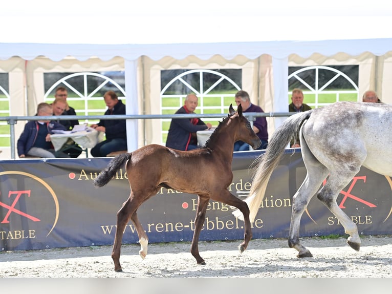 Westphalian Stallion Foal (04/2024) Gray-Dark-Tan in Wilsum