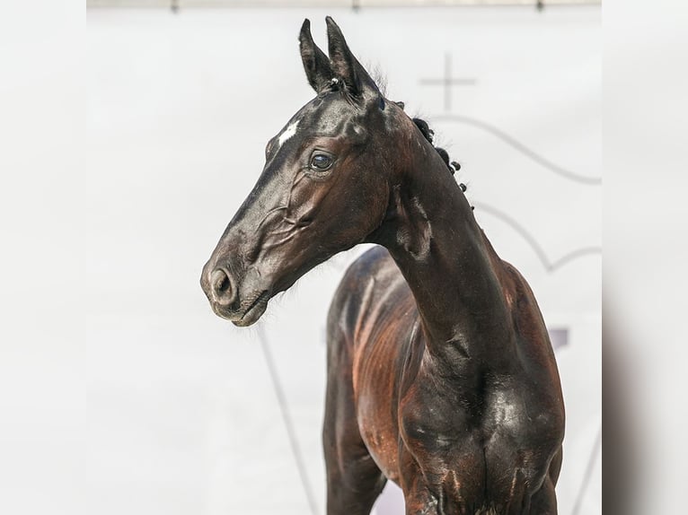 Westphalian Stallion Foal (04/2024) Gray in Münster-Handorf