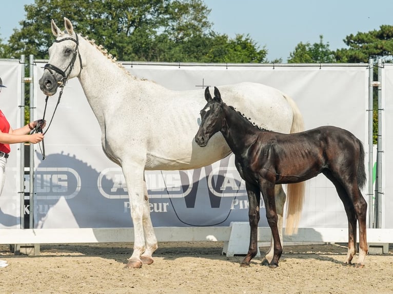 Westphalian Stallion Foal (04/2024) Gray in Münster-Handorf