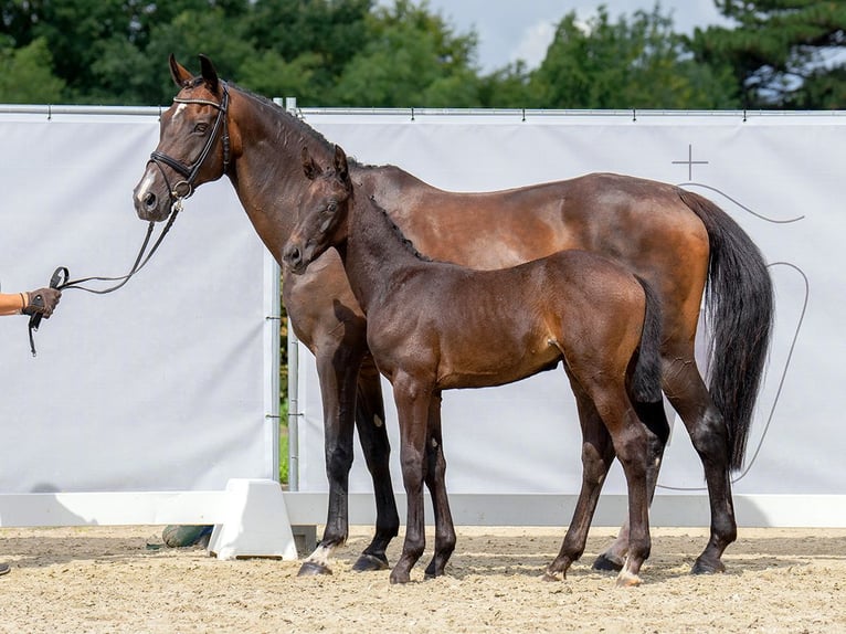 Westphalian Stallion Foal (06/2023) Gray in Münster-Handorf