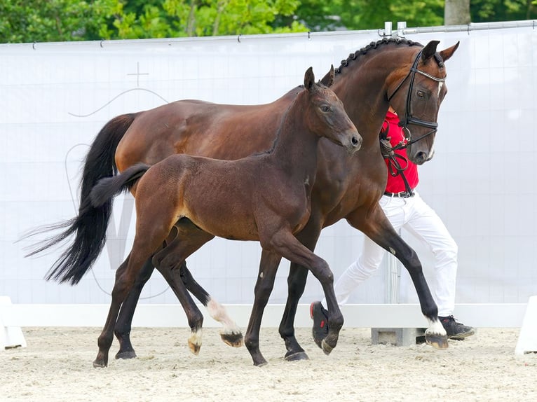 Westphalian Stallion Foal (06/2023) Gray in Münster-Handorf