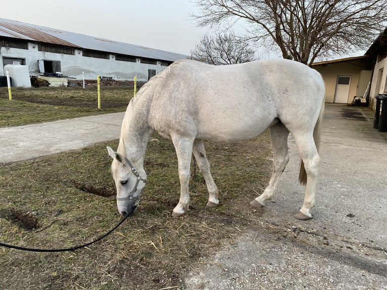 Westphalian Stallion Foal (03/2024) Gray in Prague