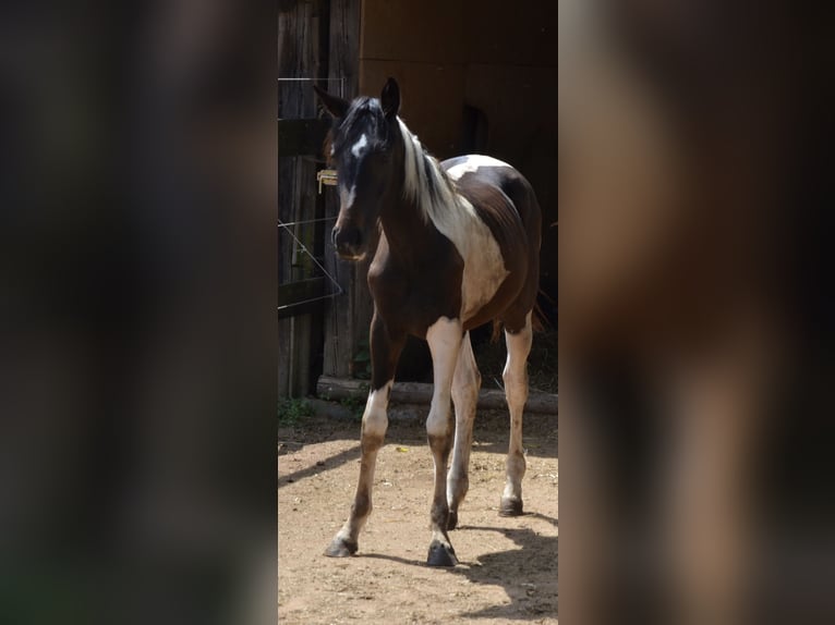 Westphalian Stallion Foal (03/2024) Gray in Prague