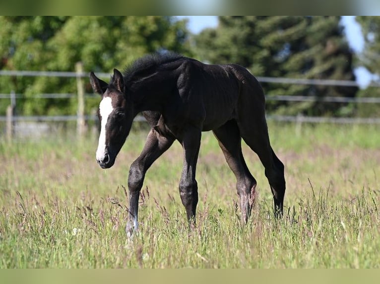 Westphalian Stallion  Gray in Reichenwalde