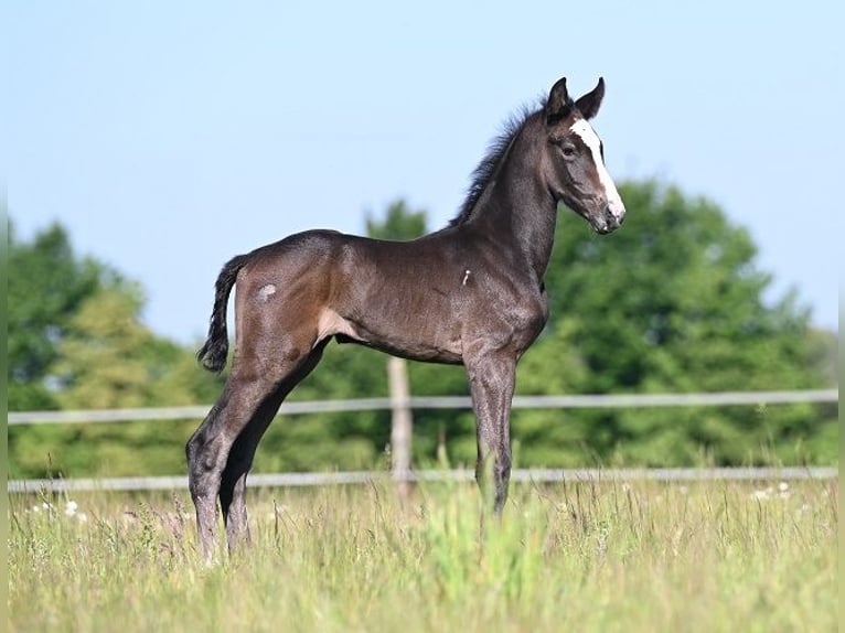 Westphalian Stallion  Gray in Reichenwalde