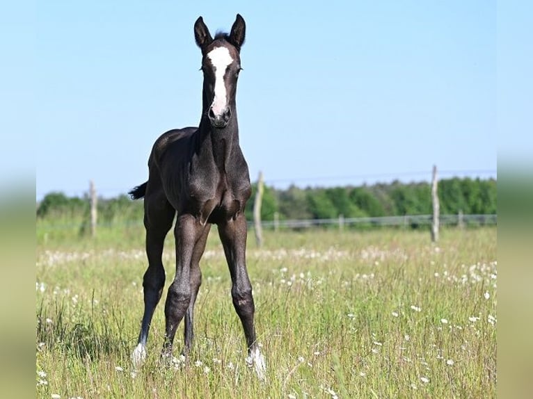 Westphalian Stallion  Gray in Reichenwalde