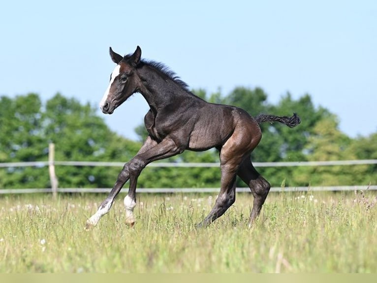 Westphalian Stallion  Gray in Reichenwalde
