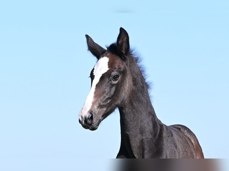 Westphalian Stallion  Gray in Reichenwalde