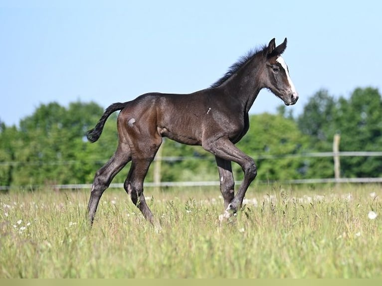 Westphalian Stallion  Gray in Reichenwalde