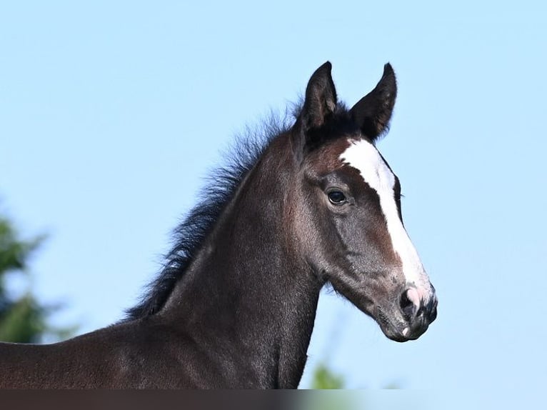 Westphalian Stallion  Gray in Reichenwalde
