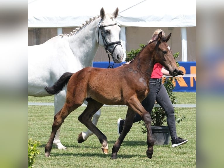 Westphalian Stallion  Gray in Beelen
