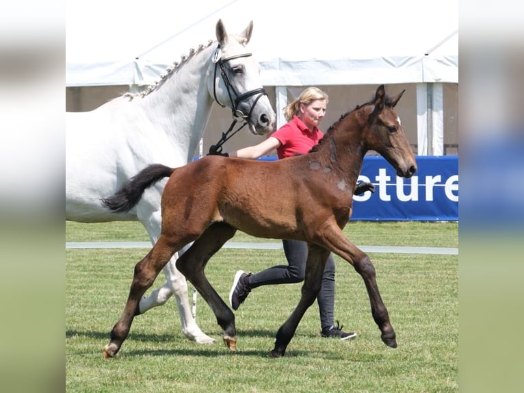 Westphalian Stallion  Gray in Beelen