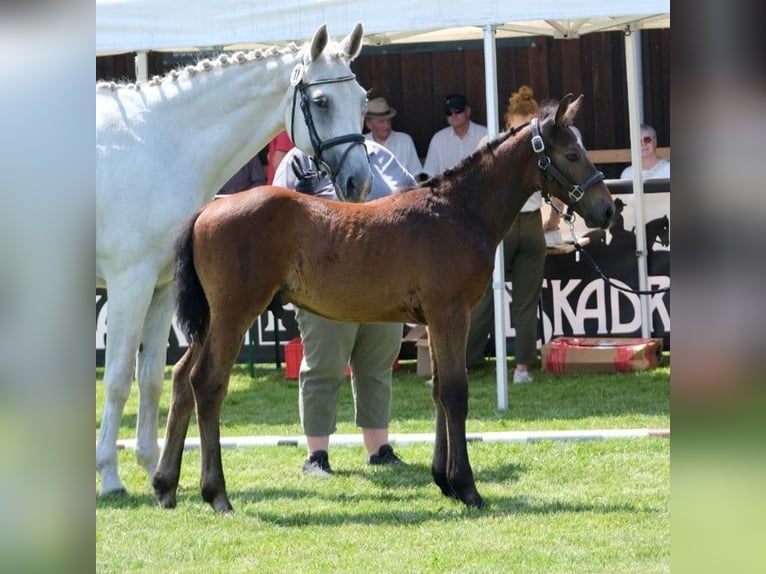Westphalian Stallion  Gray in Beelen