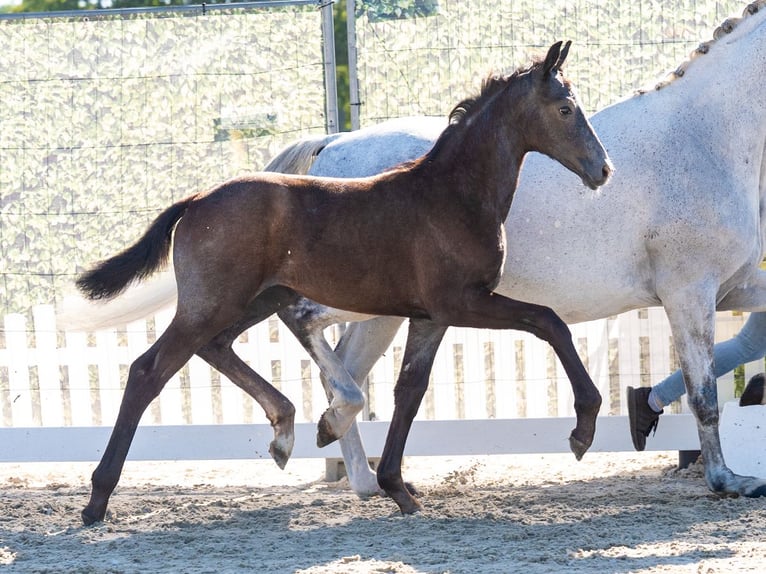 Westphalian Stallion Foal (05/2026) Grey in Mnster-Handorf