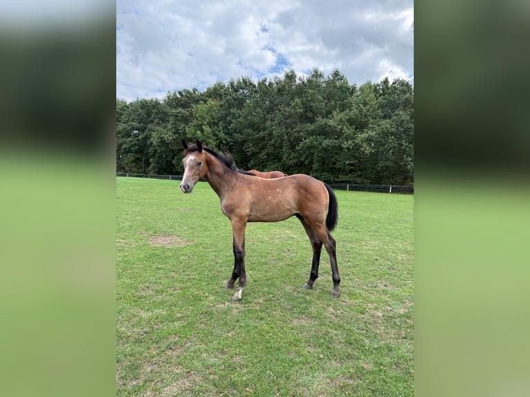 Westphalian Stallion Foal (03/2026) Grey in Drensteinfurt