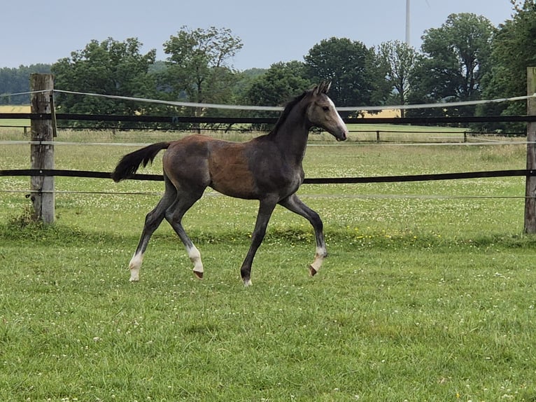 Westphalian Stallion Foal (02/2025) Grey in Bad Sassendorf