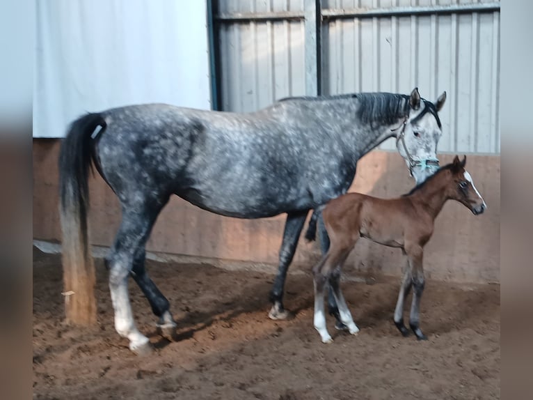 Westphalian Stallion Foal (03/2025) Grey in Remagen