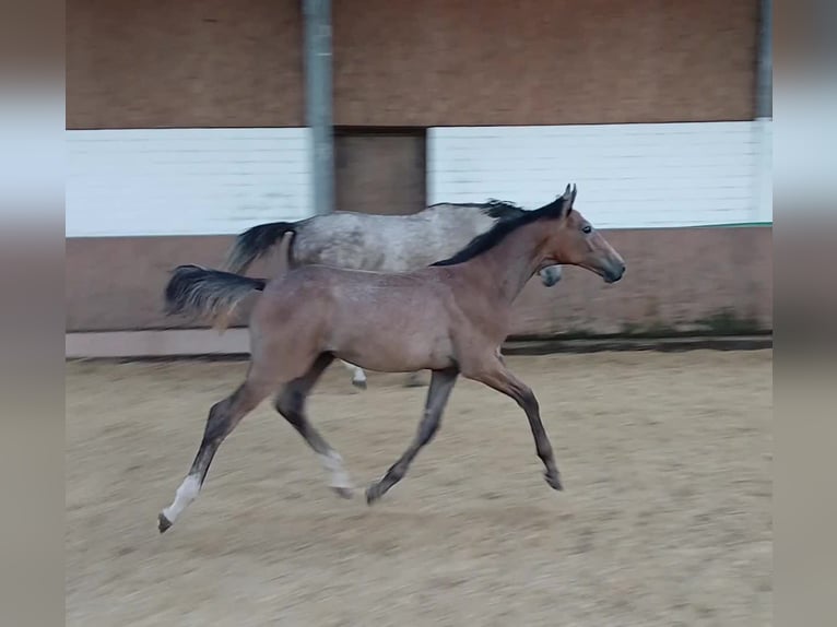 Westphalian Stallion Foal (03/2025) Grey in Remagen