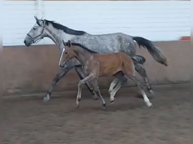 Westphalian Stallion Foal (03/2025) Grey in Remagen
