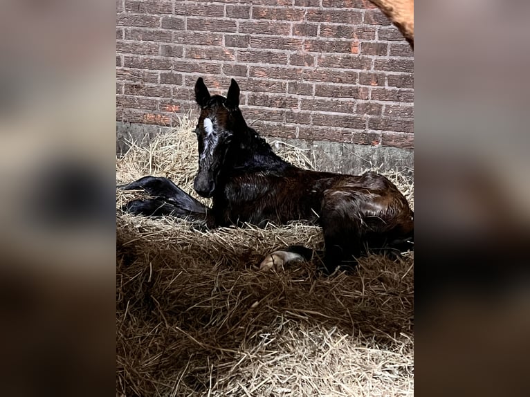 Westphalian Stallion Foal (04/2025) Grey in Rheine