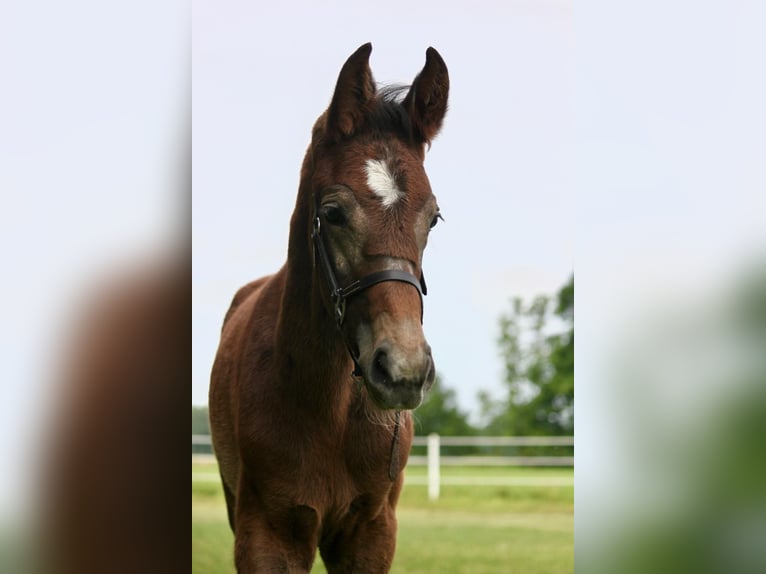 Westphalian Stallion Foal (04/2025) Grey in Rheine