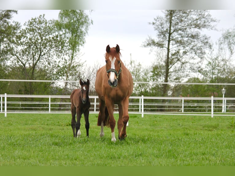 Westphalian Stallion Foal (04/2025) Grey in Rheine
