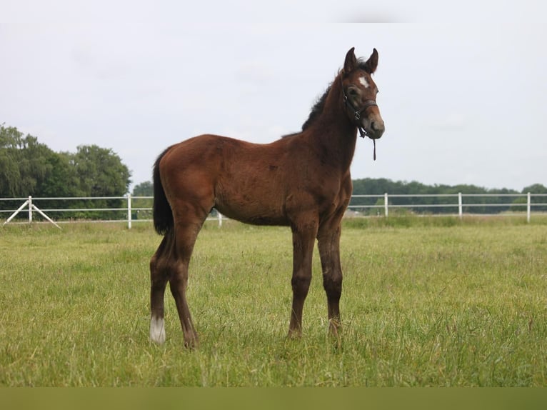 Westphalian Stallion Foal (04/2025) Grey in Rheine